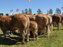 Køer over 5 år med kalv Gruppefoto fra før rangering