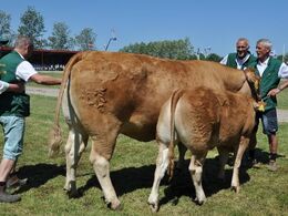 Køer over 5 år med kalv Fløj til Lindegaarden Dolly fra Allan Kragh Madsen, Randers SV (ikke hele holdet på foto)