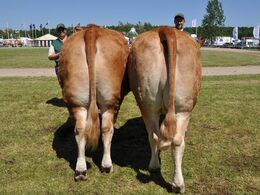Køer 3 - 5 år uden kalv Fløj (tv) til Kodal Gamie fra Kodal Limousine v/ L og U Black Sinkjær, Spjald