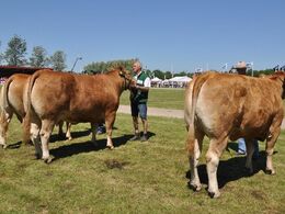 Køer over 5 år uden kalv Fløj til ko i midten Kalkenbjerg Diva fra Anders Lange, Mørke