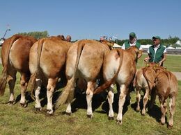 12-xx Kofamilie Én familie fra Kærsgaard Limousine v/Jesper Kragelund, Skørping