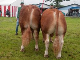 12,14 Tyre 14-16 mdr. Fløj (tv) til Bøgely Laust fra Bøgely Limousine v/ Tommy Jessing, Brørup