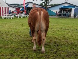 12,15 Tyre 16-18 mdr. En tyr i holdet, Randers Limos fra Simon Thaysen Smidt, Ferritslev Fyn