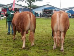 12,16 Tyre 18-21 mdr. Fløj (tv) til Ladefoged Kasper fra Mogens Ladefoged, Tistrup