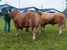 12,17 Tyre over 3 år Fløj (th) til Vario B fra Borre Limousine & Kærsgaard Limousine v/Jesper Kragelund, Skørping