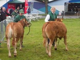 12,21 Kvier 5 - 6 mdr. Fløj (tv) til Østergaard Merle P fra Østergaard Limousine, Dybvad