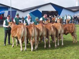 12,23 Kvier 8 - 10 mdr. Fløj (tv) til Lindholm Lykke fra Lindholm Limousine v/ Carsten Toft, Nykøbing M