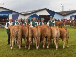 12,24 Kvier 10 - 12 mdr. Fløj (tv) til Svendshøj Limone fra Jørgen Østergaard Jensen, Vinderup
