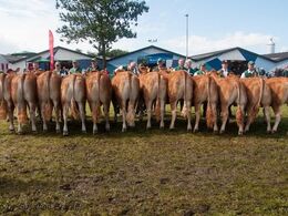 12,26 Kvier 14 - 16 mdr. Fløj (tv) Bøgely Luca fra Bøgely Limousine v/ Tommy Jessing, Brørup