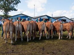 12,27 Kvier 16 - 18 mdr. Fløj (tv) til Damgaard Lotus P fra Damgaard Limousine v/ Karsten Laursen, Juelsminde