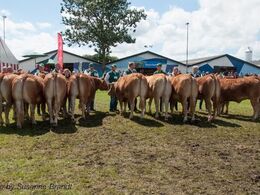 12,28 Kvier 18 - 21 mdr. Fløj (tv) til Lindegaarden Kitty fra Allan Kragh Madsen, Randers SV
