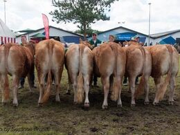 12,29 Kvier 21 - 24 mdr. En kvie i holdet, Granly Krystal fra Bent Kloster, Vojens (tv i billedet, sammen med hold 12,30)