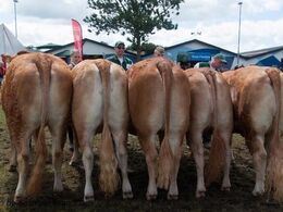 12,30 Kvier 24 - 27 mdr. Fløj (tv) til Kjærsgaards Karoline fra Kærsgaard Limousine v/Jesper Kragelund, Skørping