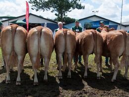 12,31 Kvier 27 - 30 mdr. Fløj (tv) til Grunnet Kappa fra Damgaard Limousine v/ Karsten Laursen, Juelsminde