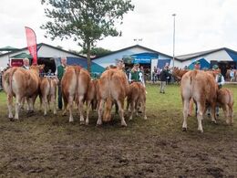 12,32 Køer under 3 år med kalv Fløj (tv) til Grønbjerg Jasmine fra Keld Erik Jensen, Bork