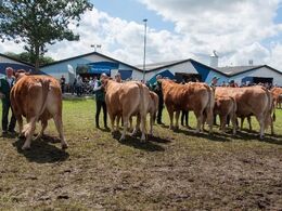 12,33 Køer 3 - 5 år med kalv Fløj (tv) til Grace Allan Kragh Madsen, Randers SV