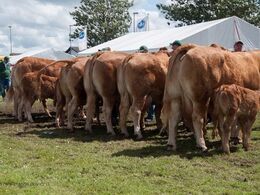 12,34 Køer over 5 år med kalv Fløj (tv) til Borre Flica fra Bøgely Limousine v/ Tommy Jessing, Brørup