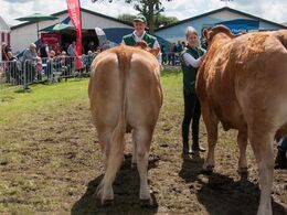 12,35 Køer under 5 år uden kalv En ko i holdet, Vesterenge Jessie fra Matias Friis Ebbesen, Ribe (tv i billedet)