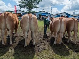 12,36 Køer over 5 år uden kalv Fløj (tv) til Gandrup Freja fra Lars Juellund, Arden