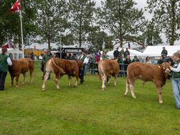 01 – Det er torsdag morgen og bedømmelsen af de fremmødte limousiner starter. Der startes ud med de små tyre. De to yngste hold ses her i bevægelse. Bemærk særligt tyren til venstre i billedet, den er alene i holdet 8-10 mdr., og et egentligt holdbillede 