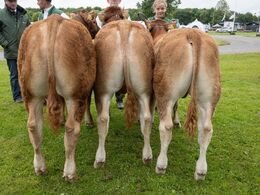 02 – Tyre 6-8 mdr. Fløjvinder (tv) Bøgely Umami fra Bøgely Limousine, Brørup