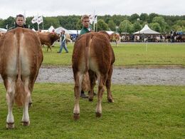03 – Tyre 10-12 mdr. og tyre 14-16 mdr. Kun én tyr i hver af de to hold. Den yngste står til højre – Birkely Uni P fra Jakob Ravn, Thorsø. Den ældste står til venstre – Lindegården Uno fra A. P. Kragh Madsen, Randers SV.