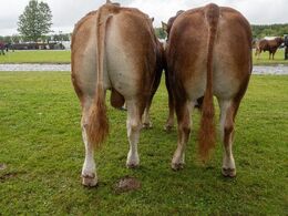 04 – Tyre 16-18 mdr. Fløjvinder (tv) Skovlund Ursus fra Søren Paulsen, Toftlund