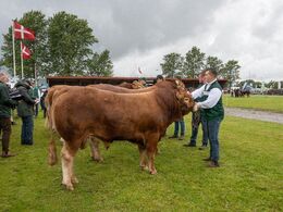05 – Tyre 18-21 mdr. – kun én tyr i dette hold – Østermarkens Teddy (med siden til) fra Østermarkens Limousine, Bredebro