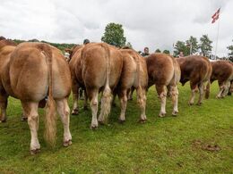 06 – Tyre 24-30 mdr. Fløjvinder (tv) Ingersminde Tempo fra Per Lynge Laursen, Arden