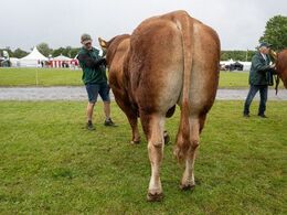 07 – Tyre 30-36 mdr. – kun én tyr i dette hold – Løserupgård Sambo PP fra Martin Ålykke Jensen, Nørre Nebel