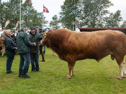 08 – Tyre over 36 mdr. Også her stillede kun én tyr op. Østergaard Paco fra Jakob Sandholm Hansen, Holbæk. Den tyr kom vi til gengæld til at se flere gange i løbet af Landsskuet 2024.