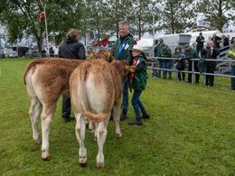 09 – Kviebedømmelsen efter alder. Først kvier 5-6 mdr. Fløjvinder (th) Gulleruplunds Valence fra Gulleruplund Limousine, Nykøbing M.