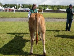 12 – Kvier 10-12 mdr. Kun én kvie i holdet, Vestervang Ursula P fra Lars og Liw Sørensen, Brovst
