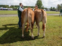 13 – Kvier 12-14 mdr. Fløjvinder (tv) Krogens Unique P fra Simon Thaysen Smidt, Ferritslev Fyn