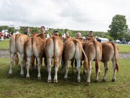 14 – Kvier 14-16 mdr. Fløjvinder (tv) Engtoftegård Uma fra Anders Lange, Mørke