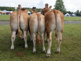 15 – Kvier 16-18 mdr. Fløjvinder (tv) Birkely Union fra Jakob Ravn, Thorsø