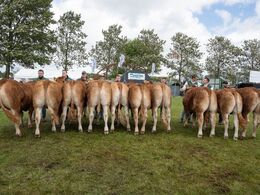 16 – Kvier 18-21 mdr. Fløjvinder (tv) Skovlyst Taylor fra Mathias Nymann Olsen, Fyn