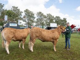 17 – Kvier 21-24 mdr. Fløjvinder (th) Gulleruplunds Toffee fra Gulleruplund Limousine, Nykøbing M