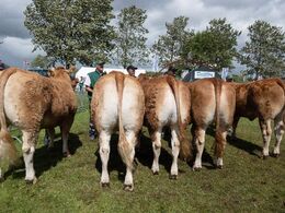 18 – Kvier 24-27 mdr. Fløjvinder (tv) Kærsgaards Tulle fra Kærsgaards Limousine, Suldrup