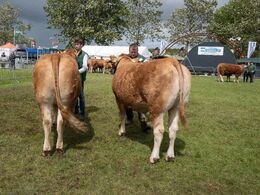 19 – Kvier 27-30 mdr. Fløjvinder (tv) Kodal Tanya fra Kodal Limousine, Spjald