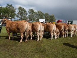 21 – Køer 3-5 år m. kalv. Fløjvinder (tv) Bøgely Ronja fra Bøgely Limousine, Brørup
