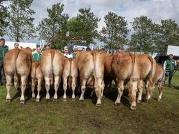 22 – Køer over 5 år m. kalv. Fløjvinder (tv) Vindings Otelia P fra Jens Thaysen, Østbirk
