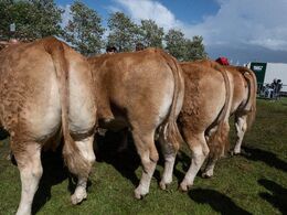 23 – Køer 3-5 år u. kalv. Fløjvinder (tv) Kærsgaards Riquetta fra Kærsgaard Limousine, Suldrup