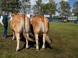 24 – Køer over 5 år u. kalv. Fløjvinder Engkjær Omg1 fra Per Lynge Laursen, Arden