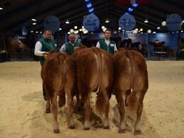 Yderst til venstre: Tyre 6-8 mdr. Fløj til Pilgaards Vipper fra Anders Pedersen. Tyren i midten: Tyre 10-12 mdr. Fløj til Lindegården Ulmo v/ AP Kragh Madsen