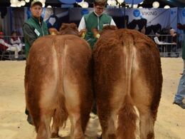 Tyre 12-14 mdr. Fløj og ærespræmie til Hodde Ulys fra Johnny og Mogens Ladefoged