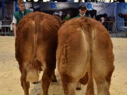 Tyren til venstre: Tyre 14-16 mdr. Birkely Uni p, fløj, ærespræmie, bedste yngre tyr fra Jakob Ravn. Tyren til højre: Tyre 21-24 mdr. Svendshøj Uffe pp fra Carsten Nyland