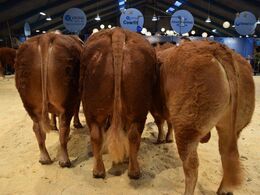 Tyren til venstre: Tyre 30-36 mdr. Engtoftegård Torsten fra Anders Pedersen. Tyren i midten: Tyre over 36 mdr. Bøgely Rex pp fra Per Laursen