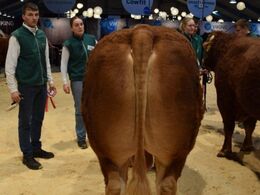 Tyre 24-30 mdr: Ingersminde Tempo. Fløj, ærespræmie, bedste ældre tyr, bedste handyr. Fra Per Laursen