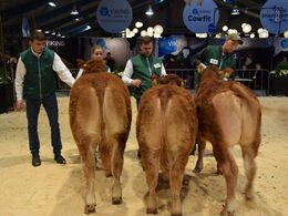 Kvier 6-8 mcr. Fløj og ærespræmie til Kloster Viviene fra Fam Kloster